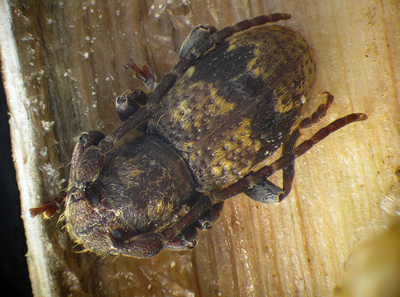 Parmena unifasciata